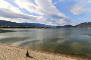 a bird sitting on the shore of a lake at Richter Pass Beach Resort in Osoyoos