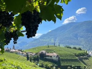 a view of a vineyard with grapes in the foreground at Weingut Eberlehof in Bolzano