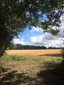 a field of wheat with a blue sky at The Lily Pad Suffolk in Thornham Magna