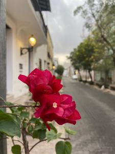 Fotografie z fotogalerie ubytování VBermor Hotel v destinaci Santo Domingo