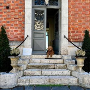 a dog sitting on the front steps of a house at Maison Loire in Blois