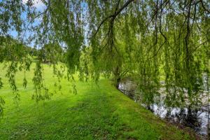 a weeping willow tree over a river in a park at Titoki Cottage in Tahawai