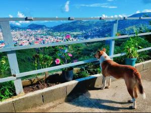 Ein Hund, der auf einem Felsvorsprung steht und eine Stadt ansieht. in der Unterkunft Wanay's Rocky Mountain Homestay in Baguio City