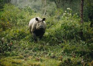 Altri animali domestici presso il resort o nei dintorni