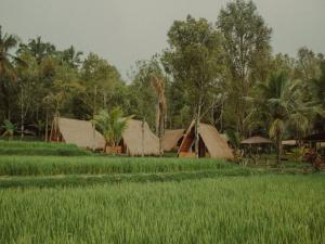 a group of houses and a field of grass at Da'kayu Glamping in Munduk