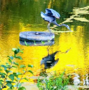 una pintura de un pájaro parado en el agua en Swansanctuarysuite Apt At sanctuaryoftheswan micro nature reserve, en Birdsboro