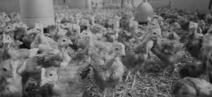 un gran grupo de pollos parados en un granero en AU NID DOUILLET DE LA FERME CHAUVET, en Chantenay-Villedieu