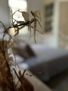 Gallery image of The Old Town Heritage House in Nicosia