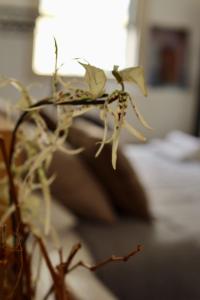 Gallery image of The Old Town Heritage House in Nicosia +80 photos