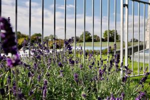 a garden with purple flowers in front of a fence at The Windmill Blackthorn Hill in Bicester