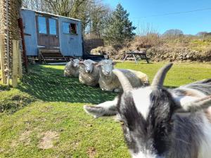 a group of sheep laying in the grass at Treguth Glamping Unique Experience - Themed Huts in Saint Day