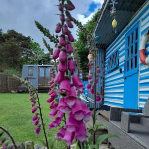 a tall purple flower in front of a house at Treguth Glamping Unique Experience - Themed Huts in Saint Day