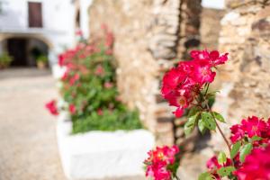 A garden outside Finca El Azahar