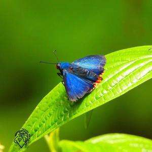 a blue butterfly sitting on a green leaf at Eco Lodge Villa Laura 