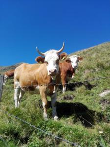 two cows standing behind a wire fence in a field at Bichlerhof in Hopfgarten in Defereggen