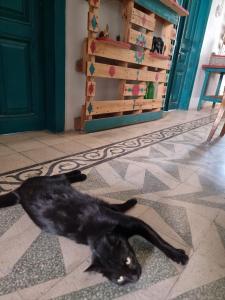 Domácí mazlíčci ubytovaní s hosty v ubytování Shams House