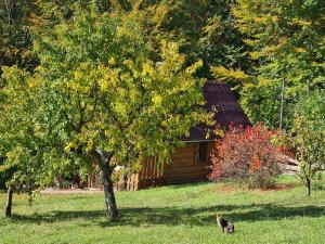 Ảnh trong thư viện ảnh của Трембіта ở Rakhiv