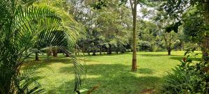 un rigoglioso parco verde con alberi e erba di Tusubira village a Jinja