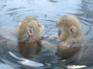 dos monos están nadando en el agua en Yorozuya, en Yamanouchi