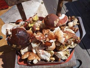 Cibo presso l'appartamento o nelle vicinanze
