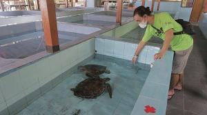 Eine Frau, die eine Schildkröte im Wasser ansieht. in der Unterkunft PIMA Homestay in Pesanggaran