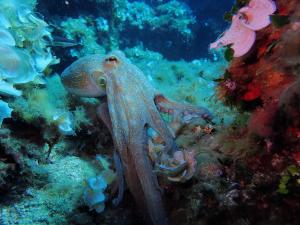 an octopus is sitting on a coral reef at Hotel Capo Sud in Lacona