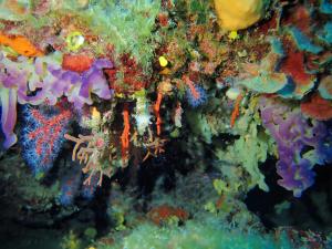 an underwater view of a colorful coral reef at Hotel Capo Sud in Lacona