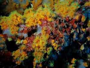 a group of corals on a reef at Hotel Capo Sud in Lacona