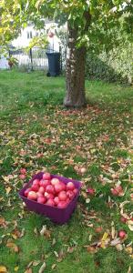 uma tigela de maçãs sentada na relva ao lado de uma árvore em SchöneWohnung mit eigenem Gsrten und Eingang em Schwentinental