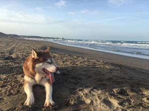a dog laying on the beach with its tongue out at COCO HOUSE CHACHALACAS in Chachalacas