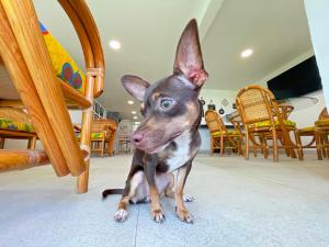 um pequeno cão sentado no chão debaixo de uma mesa em HominngBird Acapulco em Acapulco