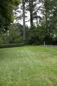 ein großes Grasfeld mit einem Baum im Hintergrund in der Unterkunft Leura Maples 1BR Cosy Cottage Minutes to village in Leura