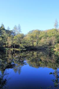 a view of a lake with trees in the background at Darwin Teardrop Caravan for Hire from ElectricExplorers in Hawkshead