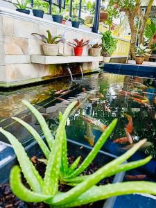 A garden outside Ahlen Pangandaran