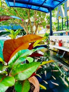 A garden outside Ahlen Pangandaran