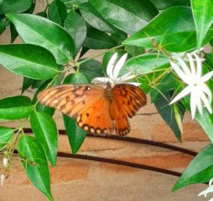 Animales en la habitación en casa particular o alrededores
