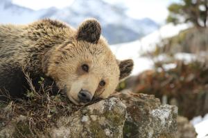 a brown bear laying on top of a rock at Tschuggen Grand Hotel - The Leading Hotels of the World in Arosa