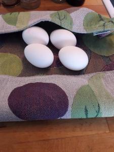 a group of white eggs sitting on a rug at Nyhagens trädgård och B&B 