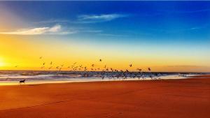 a group of birds flying over the beach at sunset at Stunning Holiday Cottage nr Skegness in Sunny Chapel St Leonards Just mins from the Beach & Attractions - Perfect for Couples & Family's who love to Relax but want Exciting Adventures nearby! Large Pet Friendly garden! in Chapel Saint Leonards
