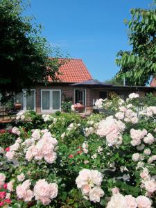 a garden of pink roses in front of a house at "Rosenkate 1" in Riepsdorf