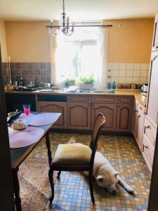 een hond op een stoel in de keuken bij Trad. Blackforest House in Ettenheim