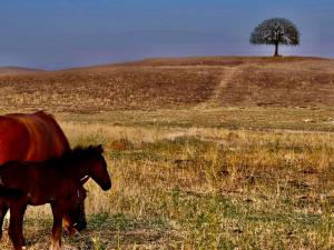 Gallery image of Farmer's house in Vashlovani / ფერმერის სახლი ვაშლოვანში in Dedoplis Tskaro