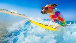 a dog on a surfboard in the water at The Good Ole Days King Bed Pet Friendly in Daytona Beach