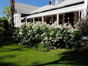 um arbusto de flores brancas em frente a uma casa em Oude Pastorie em Cradock