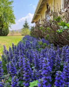 Gallery image of Belfast Guest House in Underberg