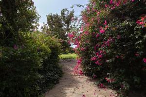 A garden outside Donna Vittoria - Grande