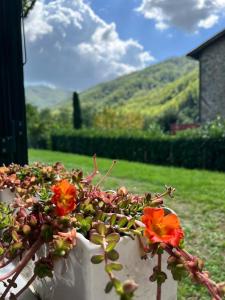 una planta con flores rojas en una olla blanca en La Casina del Bassotto, en Bagni di Lucca