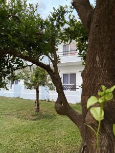 two trees in front of a white building at Villa Pargua in Borsh