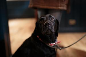 a black dog on a leash looking at the camera at The Three Horseshoes East Worldham in Alton