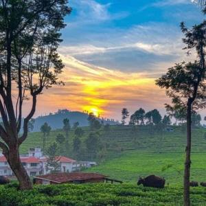 a sunset over a field with a cow in a field at The Atmosphere Resort Kotagiri By LexStays in Kotagiri